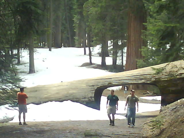 026 Sequoia NP Tunnel Log 16th May.jpg